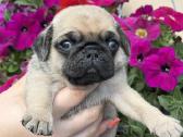 Mopsai su kilmes dokumentais /pug