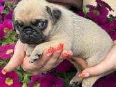 Mopsai su kilmes dokumentais /pug - nuotraukos Nr. 2