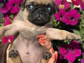 Mopsai su kilmes dokumentais /pug - nuotraukos Nr. 3