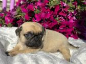 Mopsai su kilmes dokumentais /pug - nuotraukos Nr. 4