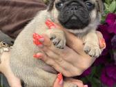 Mopsai su kilmes dokumentais /pug - nuotraukos Nr. 5