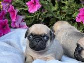 Mopsai su kilmes dokumentais /pug - nuotraukos Nr. 6