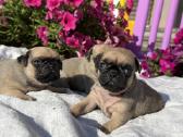 Mopsai su kilmes dokumentais /pug - nuotraukos Nr. 7