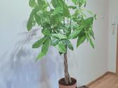 Pachira Aquatica 120cm