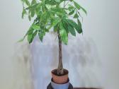 Pachira Aquatica 120cm - nuotraukos Nr. 2