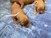 Cavapoo mazyliai
