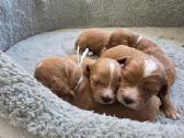 Cavapoo mazyliai - nuotraukos Nr. 2