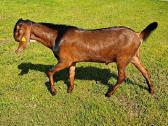 Grynaveisliai Anglo Nubians ožiukai