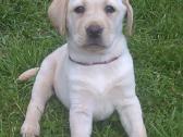 Labraadoro šuniukai smėlio spalvos.