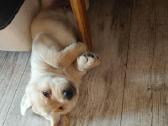 Labraadoro šuniukai smėlio spalvos. - nuotraukos Nr. 2
