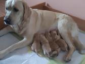 Labraadoro šuniukai smėlio spalvos. - nuotraukos Nr. 3