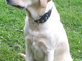 Labraadoro šuniukai smėlio spalvos. - nuotraukos Nr. 4