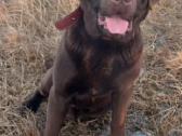 Labraadoro šuniukai smėlio spalvos. - nuotraukos Nr. 5