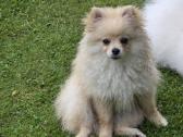 Deutscher Spitz miniature