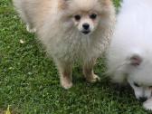 Deutscher Spitz miniature - nuotraukos Nr. 2