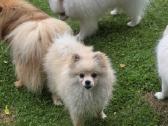 Deutscher Spitz miniature - nuotraukos Nr. 3