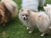 Deutscher Spitz miniature - nuotraukos Nr. 5