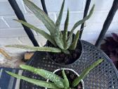 Aloe vera alijošius, alavijas - nuotraukos Nr. 2