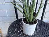 Aloe vera alijošius, alavijas - nuotraukos Nr. 3