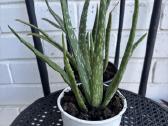 Aloe vera alijošius, alavijas - nuotraukos Nr. 4