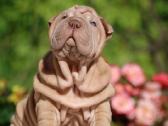 Shar pei - nuotraukos Nr. 2