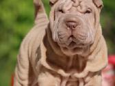 Shar pei - nuotraukos Nr. 3