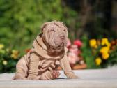 Shar pei - nuotraukos Nr. 4