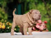 Shar pei - nuotraukos Nr. 5