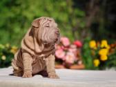 Shar pei - nuotraukos Nr. 6