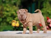 Shar pei - nuotraukos Nr. 7