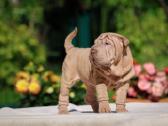 Shar pei - nuotraukos Nr. 8