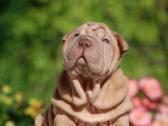 Shar pei - nuotraukos Nr. 9