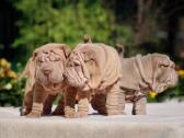 Shar pei - nuotraukos Nr. 10