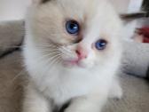 Ragdoll kačiukas namams - nuotraukos Nr. 7