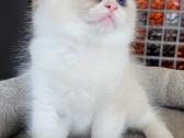 Ragdoll kačiukas namams - nuotraukos Nr. 4