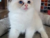 Ragdoll kačiukas namams - nuotraukos Nr. 3