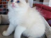Ragdoll kačiukas namams
