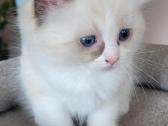 Ragdoll kačiukas namams - nuotraukos Nr. 6