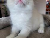 Ragdoll kačiukas namams - nuotraukos Nr. 5