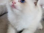 Ragdoll kačiukas namams - nuotraukos Nr. 2