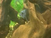 Didelis akvariumas -keturių pusių - apie 1000 l - nuotraukos Nr. 4