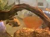 Didelis akvariumas -keturių pusių - apie 1000 l - nuotraukos Nr. 5