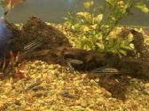 Didelis akvariumas -keturių pusių - apie 1000 l - nuotraukos Nr. 8