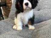 Kavalieriaus karaliaus Karolio spanieliukas - nuotraukos Nr. 3