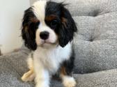 Kavalieriaus karaliaus Karolio spanieliukas - nuotraukos Nr. 5
