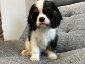 Kavalieriaus karaliaus Karolio spanieliukas