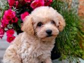 Maltipoo