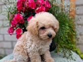 Maltipoo - nuotraukos Nr. 2