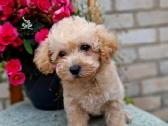 Maltipoo - nuotraukos Nr. 3