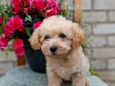 Maltipoo - nuotraukos Nr. 4